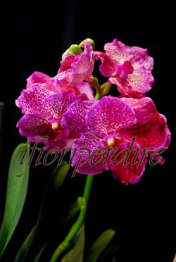 Vanda