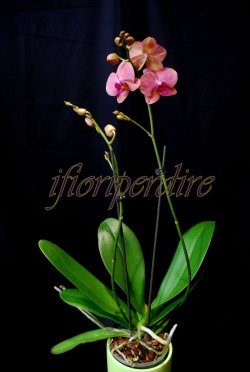 Phalenopsis